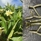 Yellow Plumeria Cutting | 10" Fresh Triple Head Starter Stem for Planting Yellow Plumeria Cutting | 10" Fresh Triple Head Starter Stem for Planting