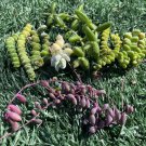 Succulent Cuttings Set | 7 Assorted Types Fresh Unrooted Starter Stems for Planting