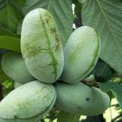 Pawpaw Tree Cuttings | 10 Fresh Unrooted Asimina triloba Stems for Planting