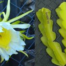 American Beauty Dragon Fruit Cuttings | 3 Fresh 8–10" Self-Pollinating Stems American Beauty Dragon Fruit Cuttings | 3 Fresh 8–10" Self-Pollinating Stems
