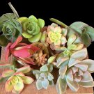 Succulent Cuttings Box 20+ Pieces | Mixed Varieties Assorted Starter Plants for Rooting