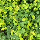 3 Creeping Fig Cuttings | Ficus pumila Live Starter Vine for Vivarium & Terrarium 3 Creeping Fig Cuttings | Ficus pumila Live Starter Vine for Vivarium & Terrarium