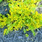 Creeping Sedum Cuttings 25 Pack | Ground Cover Perennial Starter Plants 1–3 Inch Creeping Sedum Cuttings 25 Pack | Ground Cover Perennial Starter Plants 1–3 Inch