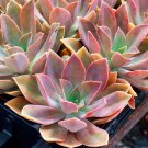 Graptoveria ‘Dusty’ Succulent | Rare Hybrid 3 Inch Rooted Live Plant Easy Care Graptoveria ‘Dusty’ Succulent | Rare Hybrid 3 Inch Rooted Live Plant Easy Care