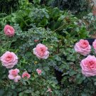 Savannah Sunbelt Hybrid Tea Rose Cuttings 3 Pack | 6 Inch Unrooted Starter Stems