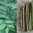 Giant Golden Hawaiian Pothos | Epipremnum aureum Live Plant Vine Starter