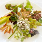 Succulent Cuttings 15 Pack | Colorful Mixed Varieties | Healthy Unrooted Starter Set Succulent Cuttings 15 Pack | Colorful Mixed Varieties | Healthy Unrooted Starter Set