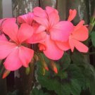 Orange Pink Pelargonium Zonal Geranium Live Plant Starter Cuttings 4x6" Garden Flowers Orange Pink Pelargonium Zonal Geranium Live Plant Starter Cuttings 4x6" Garden Flowers