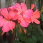 Orange Pink Pelargonium Zonal Geranium Live Plant Starter Cuttings 4x6" Garden Flowers