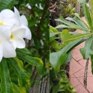 Plumeria Pudica Cutting Snow Bridal Bouquet Frangipani 10" Arrow Leaf Starter Plant Plumeria Pudica Cutting Snow Bridal Bouquet Frangipani 10" Arrow Leaf Starter Plant