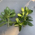 Jade Plant Crassula Ovata Succulent Cuttings | 2 Fresh Deep Green Starter Stems Jade Plant Crassula Ovata Succulent Cuttings | 2 Fresh Deep Green Starter Stems