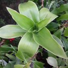 Basket Plant Cutting (1) Callisia Fragrans | Unrooted Fresh Starter Stem for Planting Basket Plant Cutting (1) Callisia Fragrans | Unrooted Fresh Starter Stem for Planting