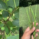 5 Fig Tree Cuttings | Fresh 8" Stems from Fruiting Ficus Carica Organic Starter 5 Fig Tree Cuttings | Fresh 8" Stems from Fruiting Ficus Carica Organic Starter