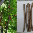 Hog Plum Cuttings 3pcs | Spanish Plum Spondias Purpurea Fresh Unrooted Starter Stems Hog Plum Cuttings 3pcs | Spanish Plum Spondias Purpurea Fresh Unrooted Starter Stems