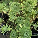 Aeonium Arboreum Cuttings 2pcs | Green Tree Succulent Live Stems 4" Across Aeonium Arboreum Cuttings 2pcs | Green Tree Succulent Live Stems 4" Across