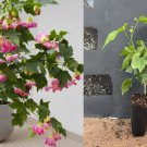 Pink Abutilon Starter Plant | Flowering Maple Small Rooted Ornamental Shrub Pink Abutilon Starter Plant | Flowering Maple Small Rooted Ornamental Shrub