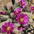 Tree Cholla Cactus Cuttings | Cylindropuntia imbricata 3pcs 4–6" Starter Stems Tree Cholla Cactus Cuttings | Cylindropuntia imbricata 3pcs 4–6" Starter Stems