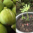 6 Fig Tree Cuttings | Ficus carica Unrooted Stems for Propagation Sweet Fruit 6 Fig Tree Cuttings | Ficus carica Unrooted Stems for Propagation Sweet Fruit