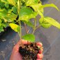 Smooth Hydrangea Ruby | 5 Rooted Cuttings Deal | Native Ornamental Shrub Starter