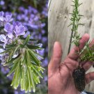 8 Rosemary Cuttings | Live Herb Plants for Culinary and Garden Use