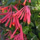 Coral Honeysuckle Vine | Lonicera sempervirens 'Honey Coral' Live Starter Plant Coral Honeysuckle Vine | Lonicera sempervirens 'Honey Coral' Live Starter Plant