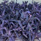Purple Heart Cuttings | 10 Fresh Tradescantia pallida Live Starter Plants