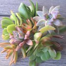 Assorted Succulent Cuttings | 5 Mixed Varieties of Fresh Starter Plants Assorted Succulent Cuttings | 5 Mixed Varieties of Fresh Starter Plants