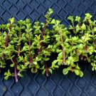 Elephant Food Succulent Cuttings 20+ Pack | Portulacaria afra Starter Plants