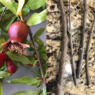 Pomegranate Cuttings 15 Pack | Punica granatum Unrooted Starter Stems for Growing Pomegranate Cuttings 15 Pack | Punica granatum Unrooted Starter Stems for Growing