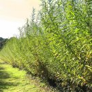 50 Austree Hybrid Willow Cuttings | Fast Growing Privacy Hedge Tree Propagation 50 Austree Hybrid Willow Cuttings | Fast Growing Privacy Hedge Tree Propagation
