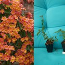 Bignonia Tangerine Beauty Crossvine | Rooted Starter Plant Butterfly Attractor Bignonia Tangerine Beauty Crossvine | Rooted Starter Plant Butterfly Attractor