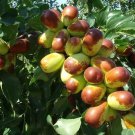 Jujube Cuttings 10 Pack | Sherwood Variety Chinese Red Date Tree Starter Stems Jujube Cuttings 10 Pack | Sherwood Variety Chinese Red Date Tree Starter Stems