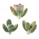 Cotyledon Orbiculata Succulent Cuttings | 3 Fresh Live Clippings for Garden or Container Growing