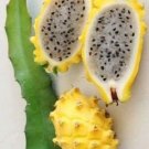 Yellow Dragon Fruit Palora Cutting 8–12" | Fresh Live 1 Pc Plant Starter for Garden or Pot Yellow Dragon Fruit Palora Cutting 8–12" | Fresh Live 1 Pc Plant Starter for Garden or Pot