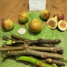 3 Alma Fig Tree Cuttings | Live Fresh Unrooted Clippings for Planting and Home Garden 3 Alma Fig Tree Cuttings | Live Fresh Unrooted Clippings for Planting and Home Garden