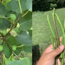 5 Fig Tree Cuttings 8" | Fresh Live Clippings from Fruiting Tree | Organic Plant Starter 5 Fig Tree Cuttings 8" | Fresh Live Clippings from Fruiting Tree | Organic Plant Starter