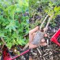 2 Black Elderberry Plants | Sambucus Live Rooted Cuttings | Fruiting Shrub Bush Starter