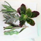 5 Kalanchoe Cuttings Collection | Mixed Varieties Succulent Starter Pack Easy to Grow Plants