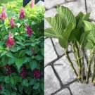 Brazilian Red Cloak Cuttings | 7 Live Unrooted Megaskepasma Shrub Starters Easy to Grow