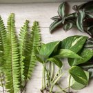 15 Rooted Houseplant Cuttings | Pothos, Ferns & Tradescantia Wandering Jew Starter Pack 15 Rooted Houseplant Cuttings | Pothos, Ferns & Tradescantia Wandering Jew Starter Pack