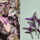 5 Tradescantia Nanouk Cuttings | Wandering Jew Plant Starter Pack | Colorful Houseplant
