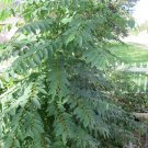 Katuk Sweet Leaf Cuttings | 7 Live Sauropus androgynus Stems | Star Gooseberry Plant Starter Katuk Sweet Leaf Cuttings | 7 Live Sauropus androgynus Stems | Star Gooseberry Plant Starter