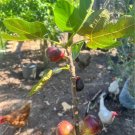 5 LSU Purple Fig Cuttings | Ficus carica Live Scion Wood Starter for Fruit Tree Propagation
