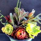15 Mixed Succulent Cuttings | Assorted Varieties & Colors | Fresh Unrooted Live Plant Clippings 15 Mixed Succulent Cuttings | Assorted Varieties & Colors | Fresh Unrooted Live Plant Clippings