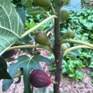 Lebanese Black/Purple Fig Cuttings | 2 Heirloom Ficus carica Fruiting Tree Starters Lebanese Black/Purple Fig Cuttings | 2 Heirloom Ficus carica Fruiting Tree Starters