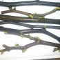 Nero 600M Fig Tree Cuttings 7 Pack | Cold Hardy Ficus carica Variety for Propagation