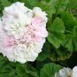 White Pink Geranium Cuttings 3 Pack | Pelargonium Live Starter Plants 6 Inch