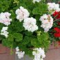 White Pink Geranium Cuttings 3 Pack | Pelargonium Live Starter Plants 6 Inch