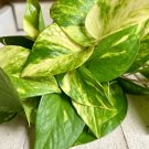 20 Rooted Pothos Cuttings | Epipremnum aureum Starter Plants Indoor Vine Pack 20 Rooted Pothos Cuttings | Epipremnum aureum Starter Plants Indoor Vine Pack