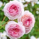 David Austin James Galway Rose Cuttings 3 Pack | 5–8 Inch Unrooted Starter Stems David Austin James Galway Rose Cuttings 3 Pack | 5–8 Inch Unrooted Starter Stems